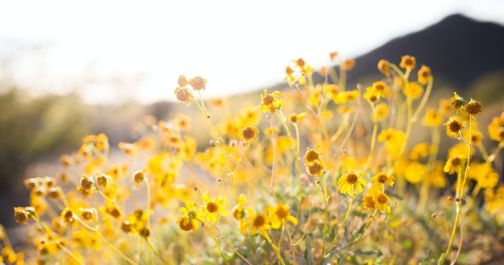 What is the difference between BIG 4, Top 10 and small to medium sized practice?