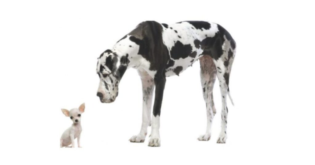 A Guide to Deciding Between a Big or a Small Accounting Practice…Beyond Your Training Contract (1)